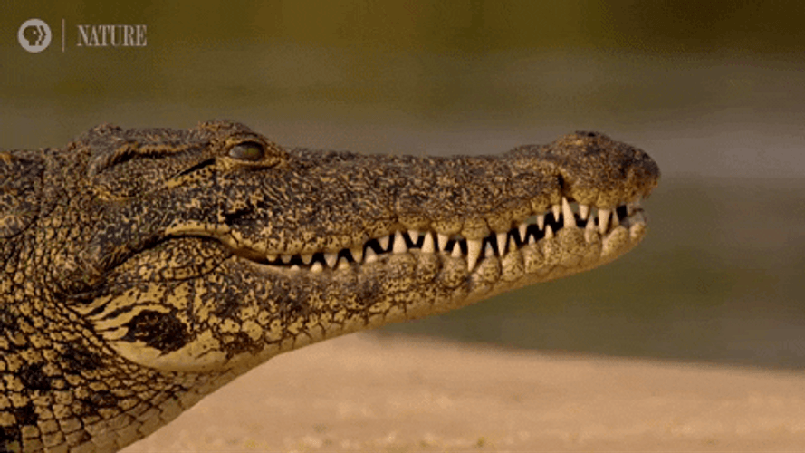 Nile Crocodile Botswana Africa GIF