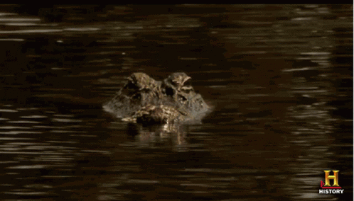 Nile Crocodile Watching GIF