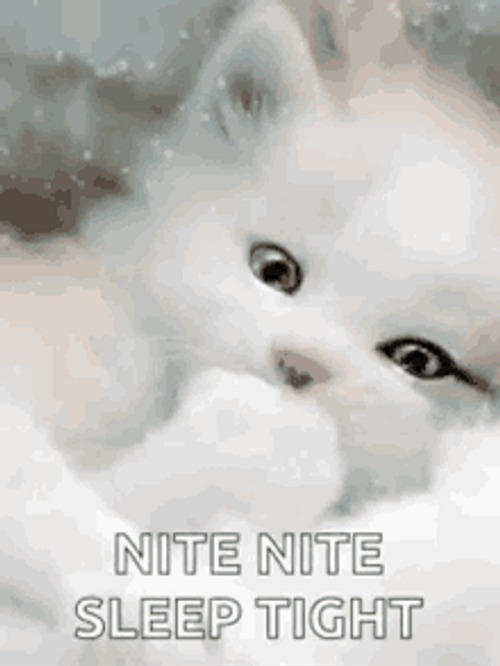 Nite Nite Sleep Tight Cute White Kitty GIF