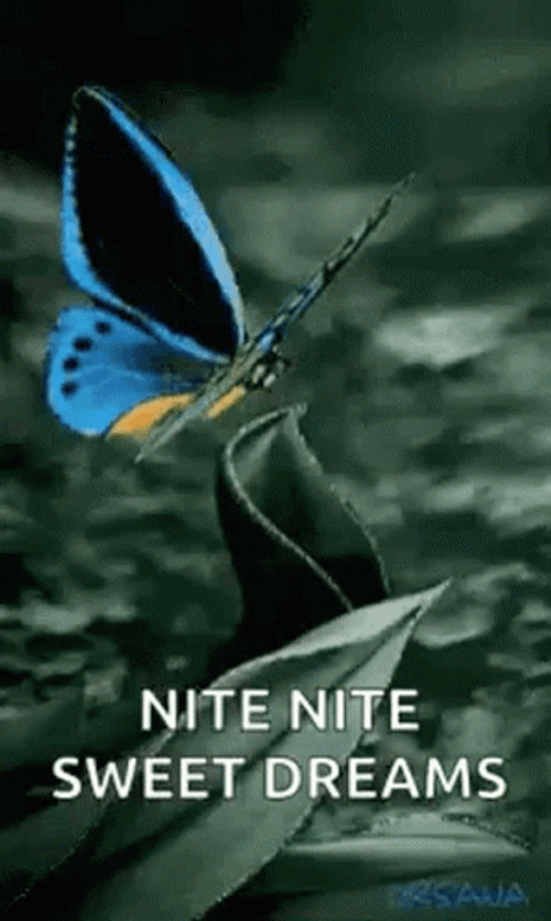 Nite Nite Sweet Dreams Fluttering Blue Butterfly GIF