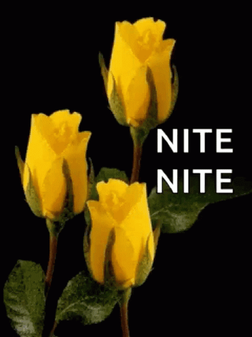 Nite Nite Three Yellow Roses Garden GIF