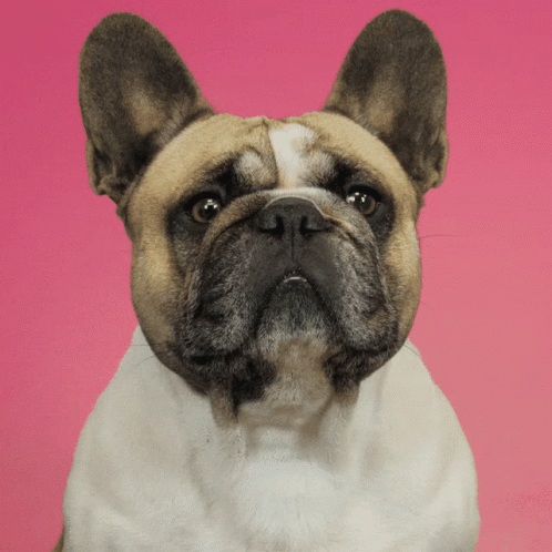 No Dog GIF