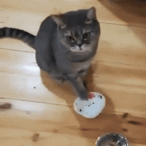 No Food Starving Cat GIF
