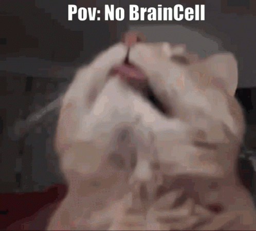 No Fried Braincells Cat GIF