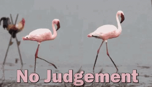 No Judgement Flamingo GIF