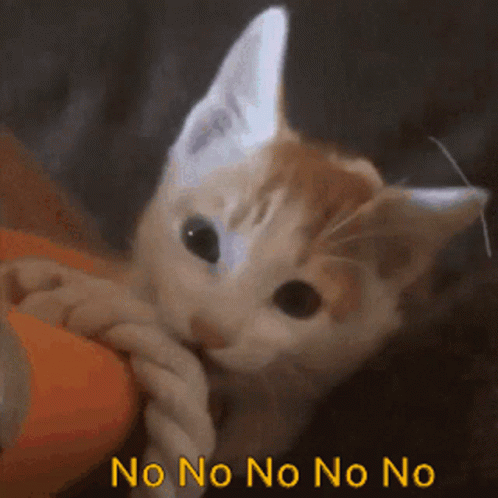 Adorable Cat Shaking Head No No GIF