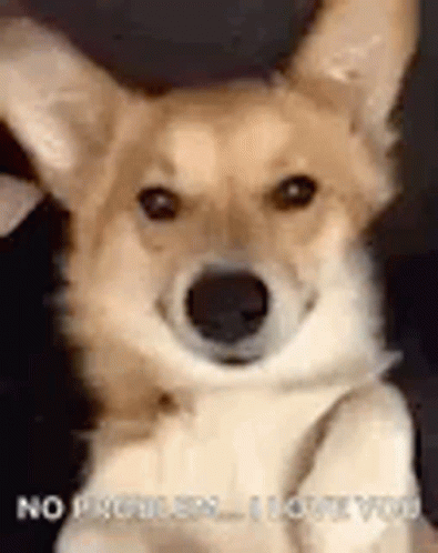 No Problemo Wink Cute Dog GIF