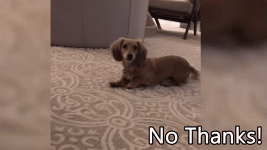 No Thanks Cute Puppy Crawling Backwards GIF