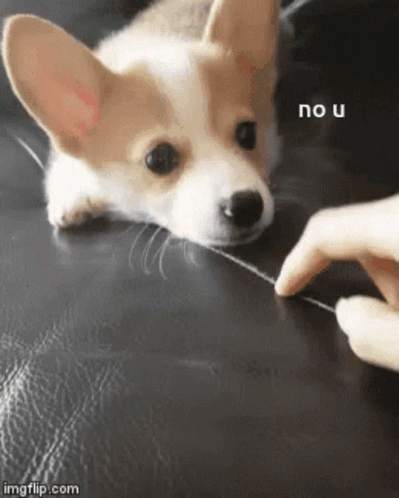 No U Cute Dog Nose Rubbing GIF