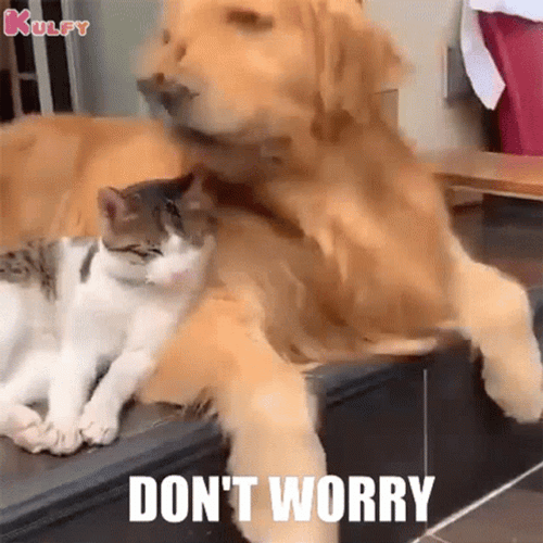No Worries Don't Worry Dog Hugging Cat GIF