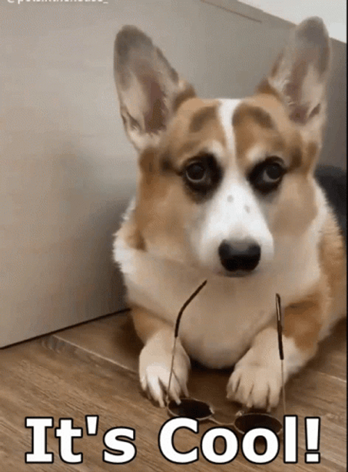 No Worries It's Cool Dog GIF