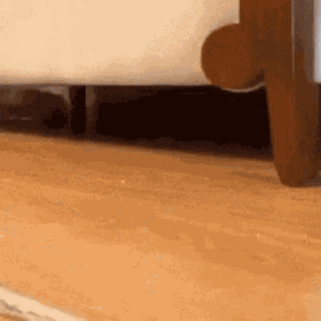 No You Are Lying Sliding Cat GIF