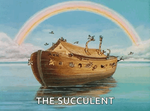 Noah's Ark Rainbow With The Succulent