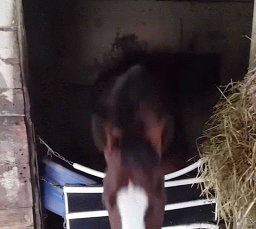 Nodding Brown Horse Neigh GIF