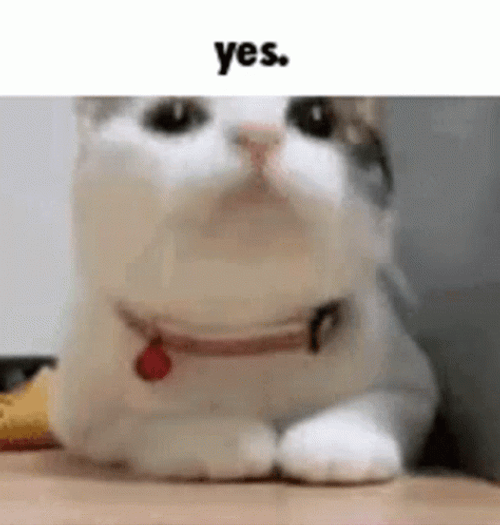 Nodding Cat Yess GIF