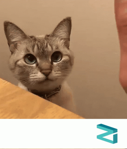 Noice Sweet Kitty Petting Human Meme GIF