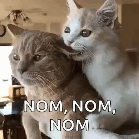 Nom Nom Cat Tasty Clingy GIF