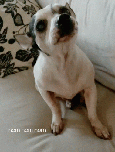 Nom Nom Hungry Pit Bull Dog GIF