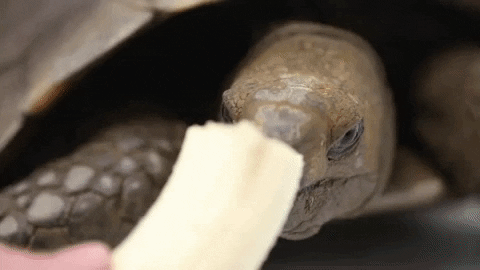 Nom Nom Zoo Knoxville GIF