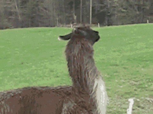 Nope Nope Nope 498 X 373 Gif GIF