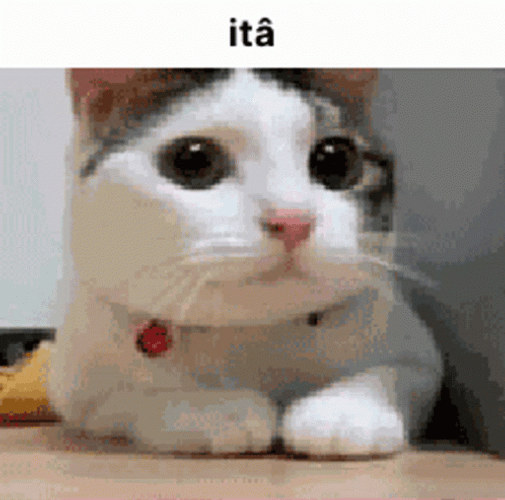 Nope Nope Nope Adorable Cat Shaking Head GIF