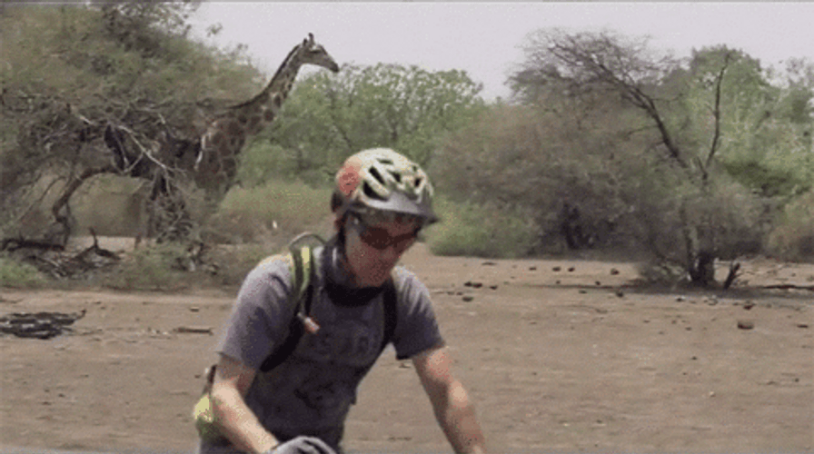 Northern Giraffe Botswana Biker GIF
