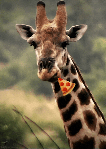 Northern Giraffe Chewing Gum GIF