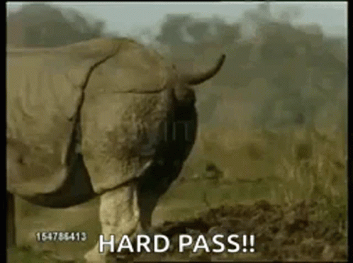 Northern White Rhinoceros Diarrhea Meme GIF
