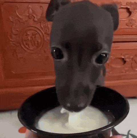 Nosolohit Dog Eating Milk Gif GIF