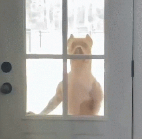 Nosy Dog Looking From Outside The House GIF