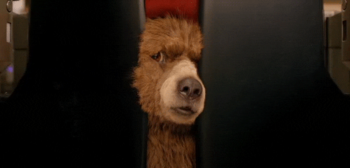 Nosy Paddington Bear GIF