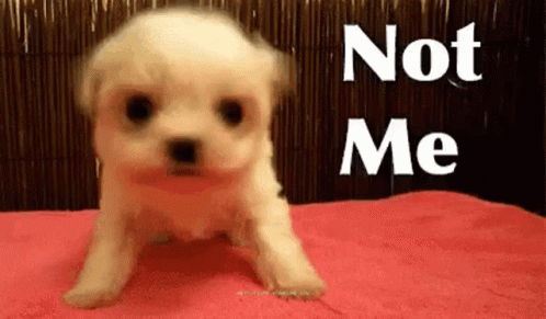 Cute Puppy Not Me GIF