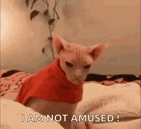 Sphynx Cat I Am Not Amused GIF