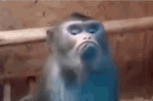Not Amused Little Monkey GIF