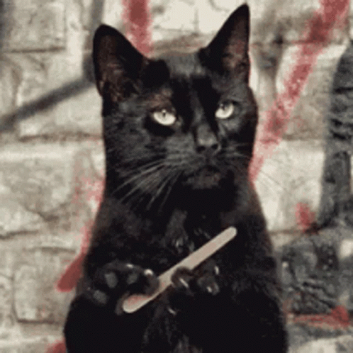 Not Amused Black Cat Filing Nails GIF