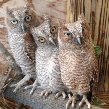 Not Impressed Cute Owls GIF