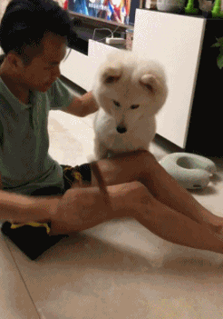 Not Impressed Samoyed Peeing GIF