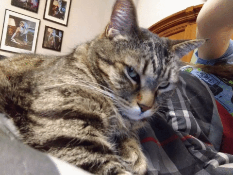 Not So Happy Cat Meme GIF