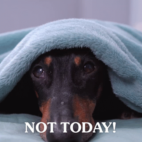 Dog In Blanket Not Today GIF