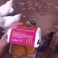 Nugget Cannibalism Eaten By Chickens Meme GIF