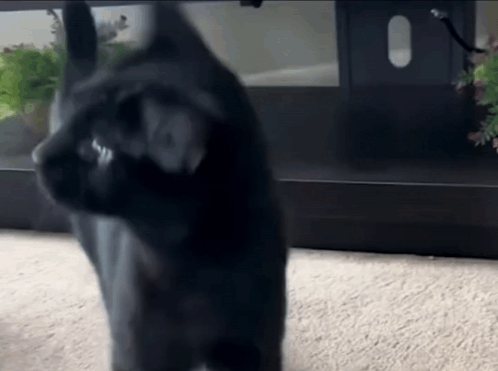 Nuh Uh Black Cat Shakes Head GIF