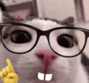 Nuh Uh White Cat With Eyeglasses GIF
