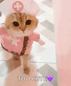 Nurse Cat Too Cute GIF