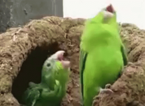 Parrot Looking For Nut GIF