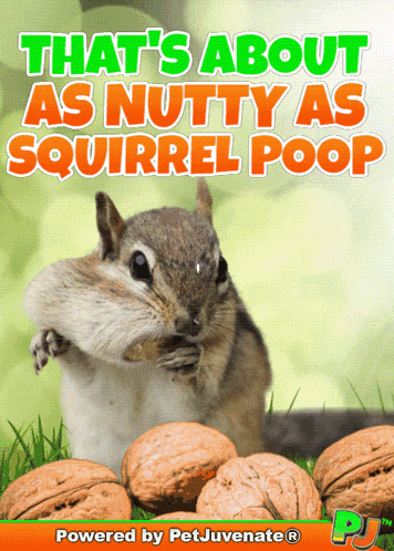 Nutty As Squirrel Poop Funny Cute Gif Pj Cray Cray Nuts Crazy Funny Cute Gif Gif GIF