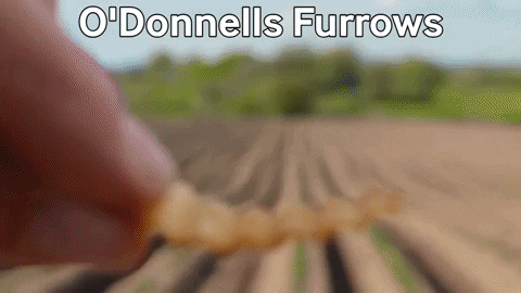 O Donnells Furrows Potato Chip Display GIF