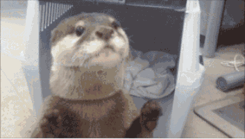 Obedient Pet Ferret GIF
