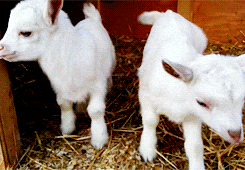 Obnoxious Screaming Little Baby Goats GIF