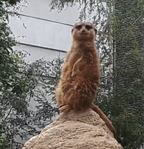 Observant Meerkat Watching On Fence GIF