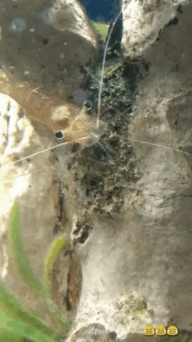 Ocean Dwelling Shrimp GIF